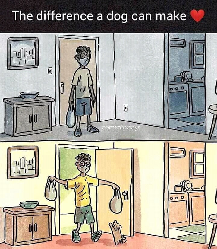 the_oscar_fdn's tweet photo. Who have dogs can understand the excitement reach home.... 😁😍😍
.
.
.
#animallovers #weloveanimals❤️ #wefeedeveryday #bekindtoanimals #respectanimals #theoscarfoundation #india #instagood #puppy #animals #animalwelfareindia #animalsmatter #animalsavemovement https://t.co/C4J0QX6ico