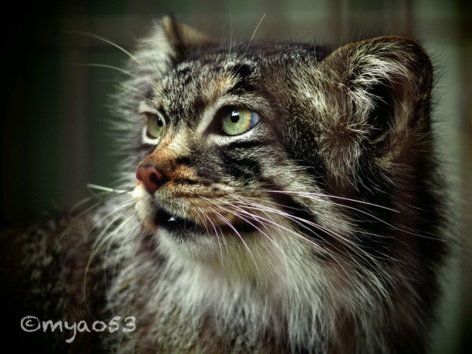 マヌルネコのtwitterイラスト検索結果