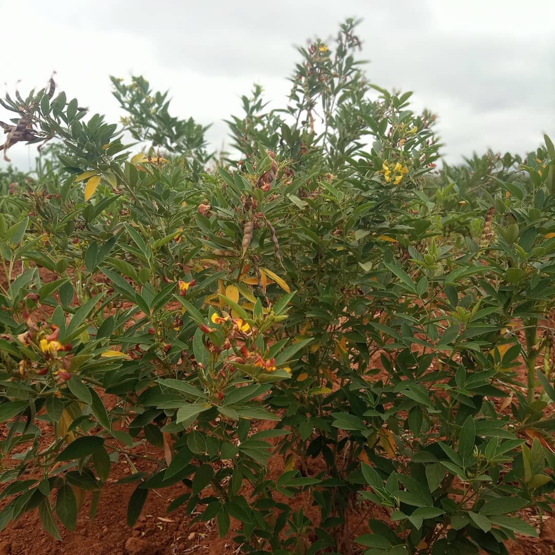 VitaminSunrise's tweet photo. We come from Machakos, a semi arid area in Kenya that has unpredictable weather patterns. Having dug a water pan to harvest surface runoff rain water, we needed a reliable petrol water pump. @DavisShirtliff  provided the  solution. https://t.co/MIH4cblZOp