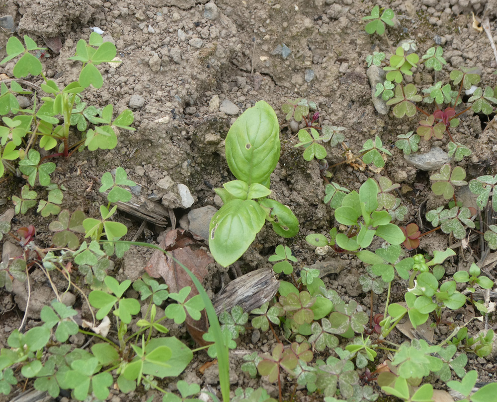 伊那谷から 庭のハマナスの花に気付いた 既に花弁が散った花もある 過去ログ T Co 1jhjf13c30 で開花期間を調べると 断続的に9月まで花が咲く 花 庭 ハマナス T Co Gk9ertb5xr Twitter