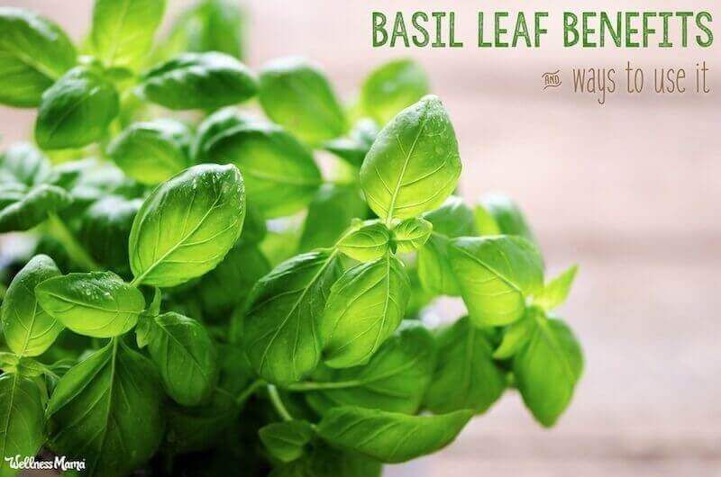 WellnessMama's tweet photo. If you're like me and have an abundance of basil in your garden, here are some ideas for using it! https://t.co/C5N5kBaKe7
#gardening #basil #growingbasil #HealthyLiving #SaturdayKitchen #basilleafbenefits #naturalremedies #naturalhome https://t.co/GzCL5JN8Rq