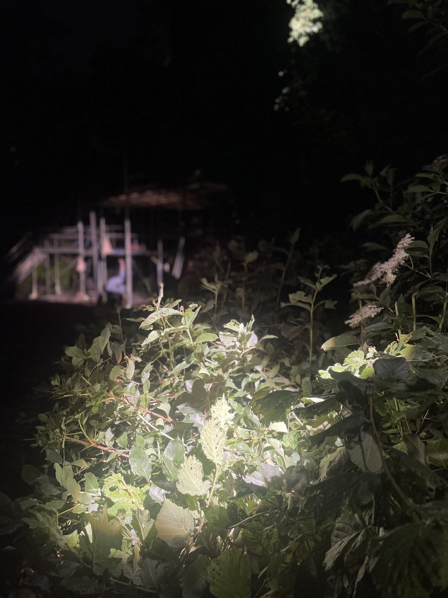 Essential pre-focus bush trimming 🌲🔦🌳🔦🌴 ⁦<a href="/OpenAirTheatre/">Open Air Theatre</a>⁩