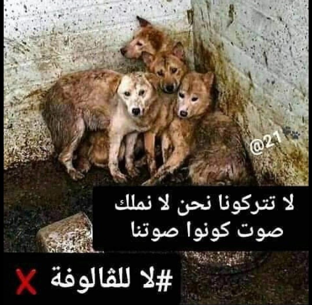 SelmaBerry12's tweet photo. People in my country are killing stray animals, they are burning them alive.
#لا_للڨالوفة
#Algerie https://t.co/1rcNBUyKjI