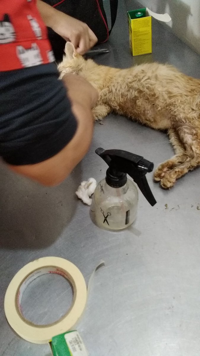 mekb98_'s tweet photo. Necesito URGENTE que me hagan cado con mis denuncias, esta vez le envenenaron a una de mis gatitas, hace unos días le tiró ese señor una piedra a otro de mis michis POR FAVOR @defensanimalpy @juanmaencisod @Ayudandopeludos https://t.co/pBkY3Iiahz