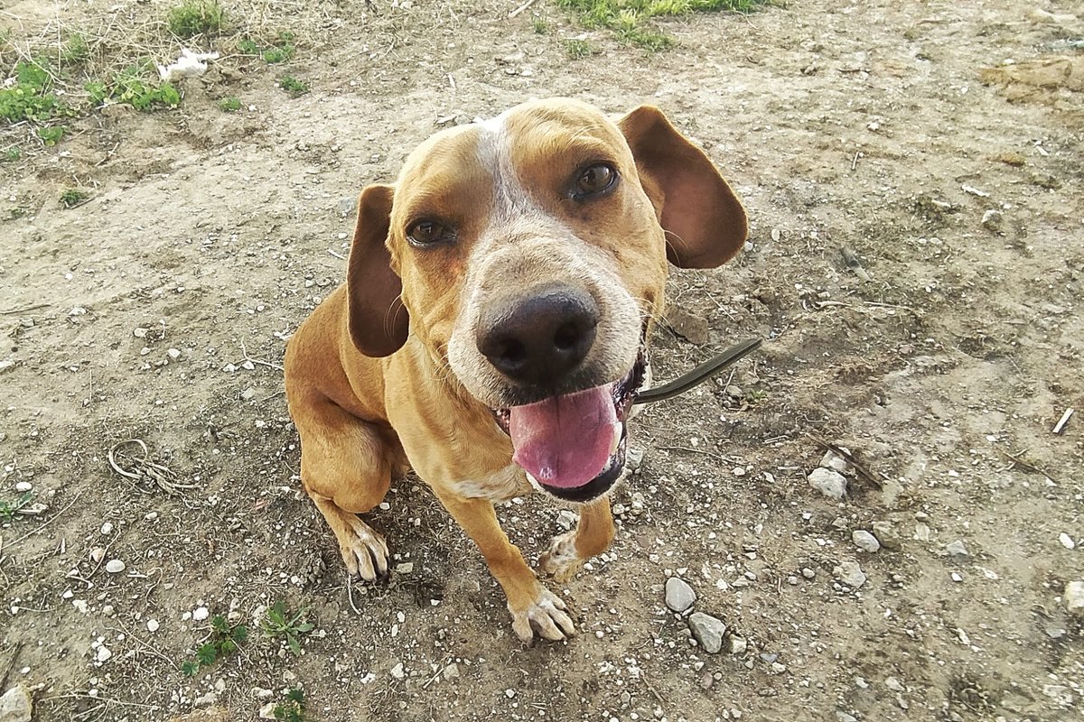 DPppeludos's tweet photo. Comparto

Necesito una familia q me quiera y me cuiden mi amor es recíproco. estoy en un pueblo de Sevilla.  653637518 https://t.co/N3Wr31D3Sz