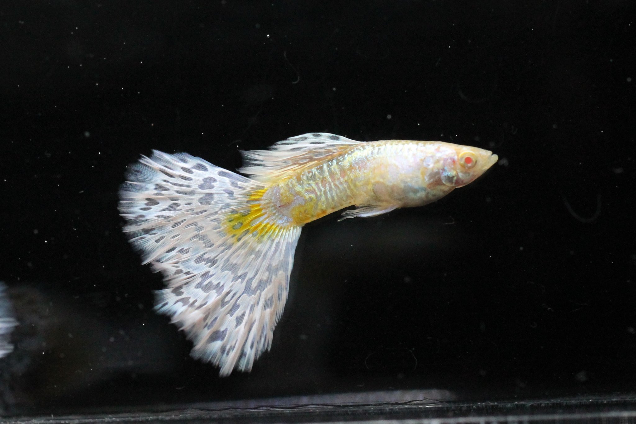 マドーハラダ アルビノギャラクシィアイボリーモザイク グッピー アクアリウム Guppy Guppies Aquarium T Co Xu4uhcjxmb Twitter