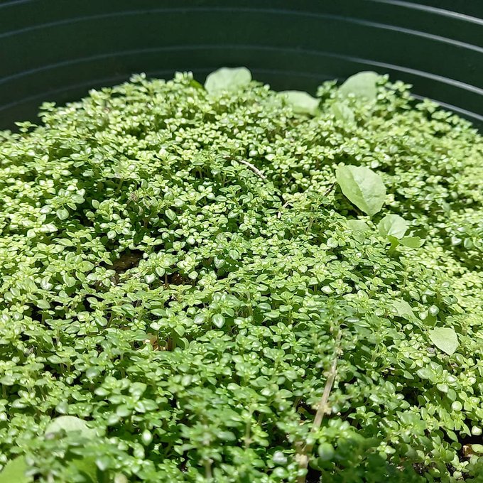 Mi maseta descuidada es el f&eacute;nix. Vuelve a la vida siempre. Alfombra de plantas, no se imaginan lo suave<a href="/tag/vida"class="tags"><span>#vida</span></a><a href="/tag/directos"class="tags"><span>#directos</span></a>