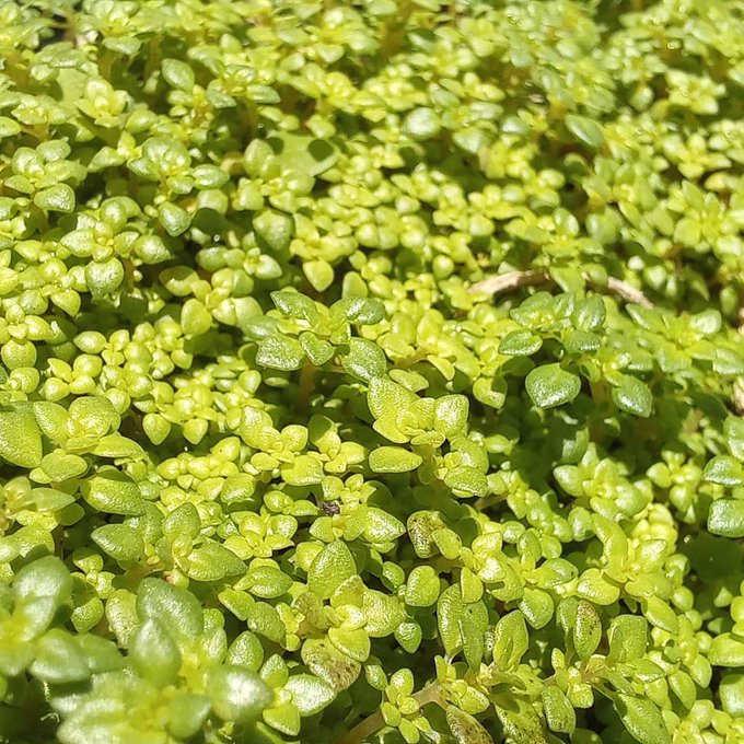 Mi maseta descuidada es el f&eacute;nix. Vuelve a la vida siempre. Alfombra de plantas, no se imaginan lo suave<a href="/tag/vida"class="tags"><span>#vida</span></a><a href="/tag/directos"class="tags"><span>#directos</span></a>