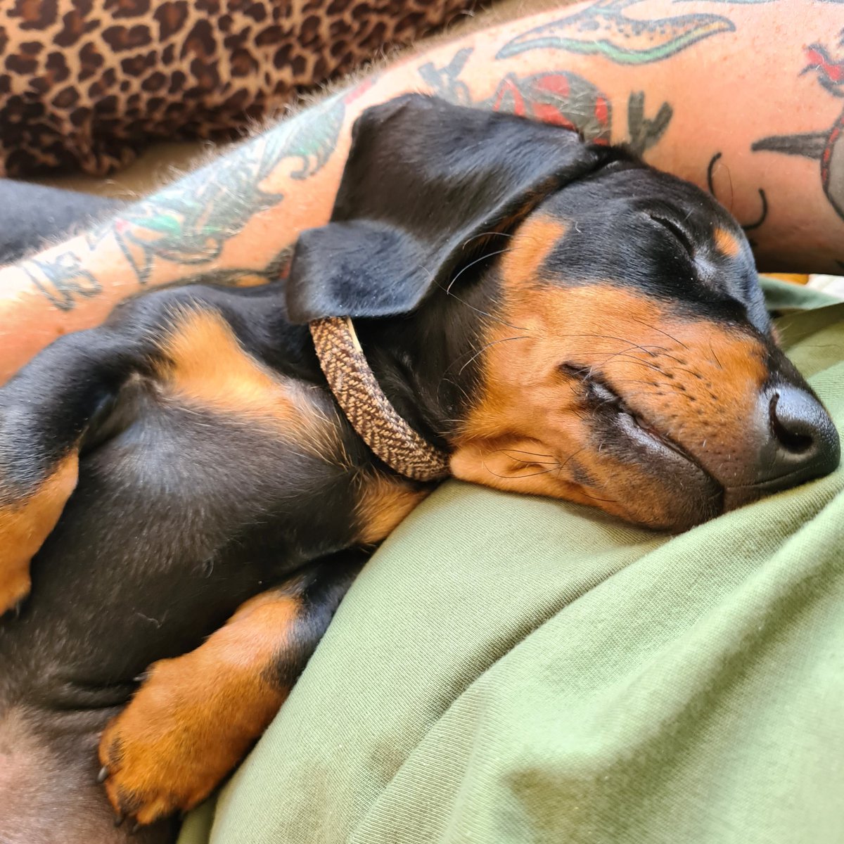 Sam Allison tweet media