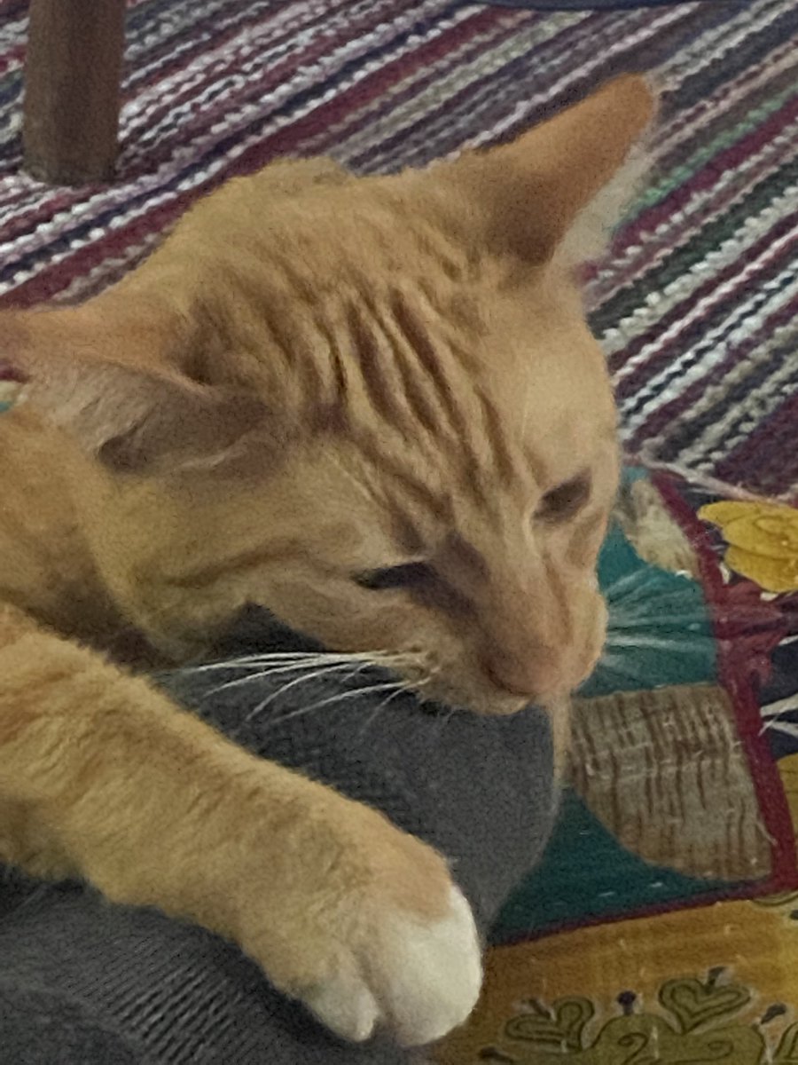 orangegaycat's tweet photo. I cannot resist the urge to consume https://t.co/Br5KvipuwV