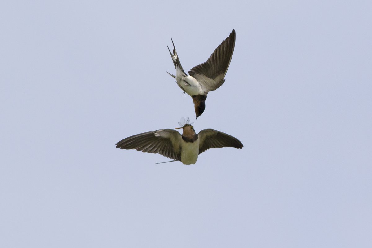 ツバメの空中給餌。
お腹がわずかに緑がかっているのは稲の葉の色の照り返しです。