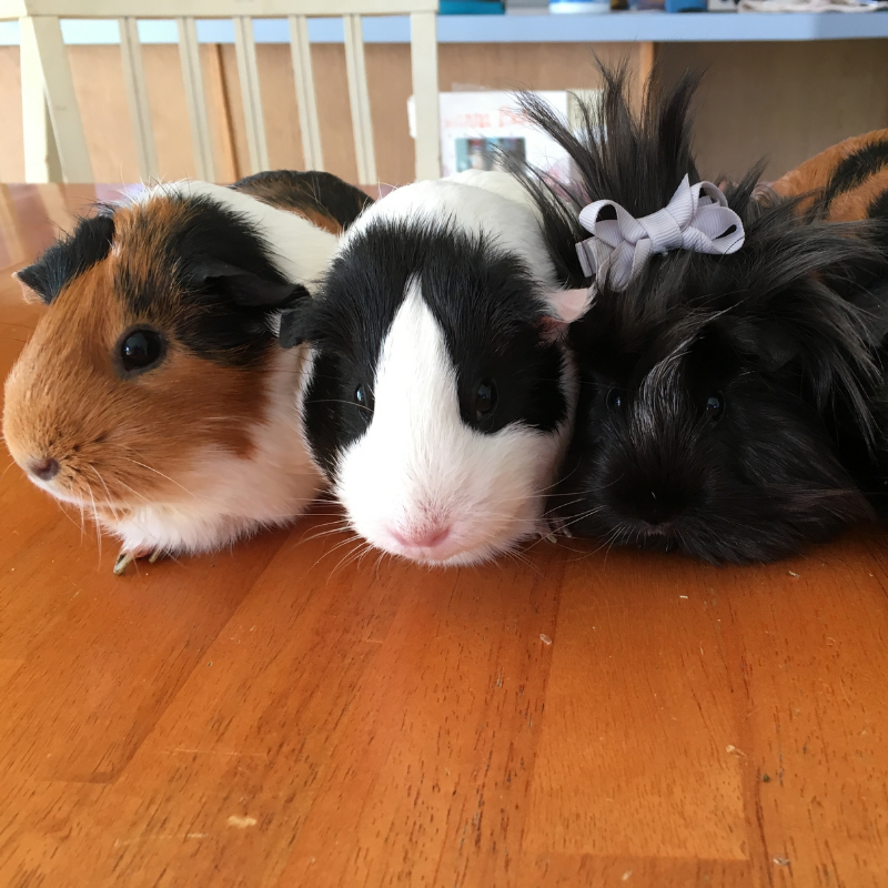 Guinea pig squad! 🤗

👉 Follow @createdbylaurab for more posts like this!