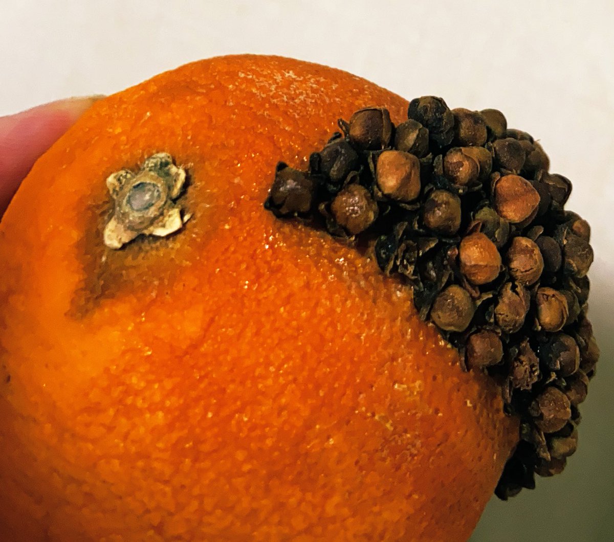 Narrfool 莫迦ヤロー A Twitter 冷蔵庫を漁ってたら深淵から作りかけで数ヶ月放置されたオレンジポマンダー 柑橘類にクローブ を刺して乾燥させるクリスマスの魔除け が発見されました 草