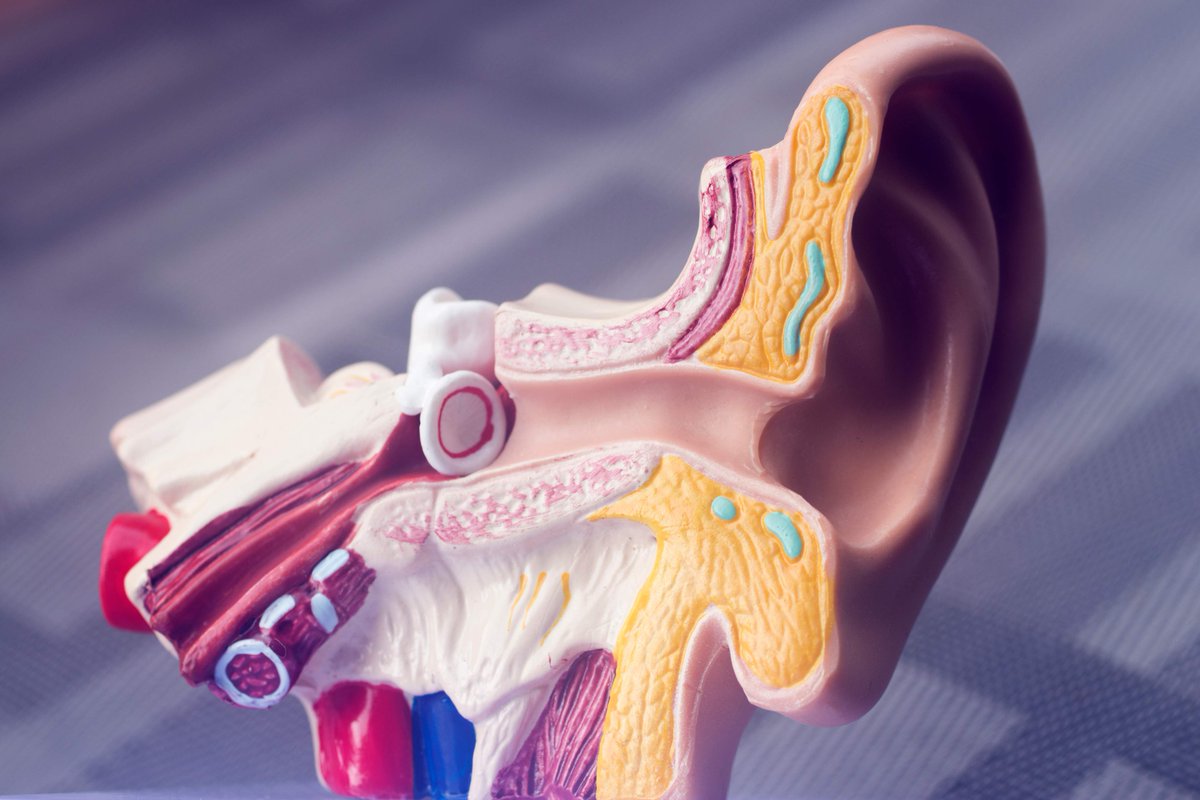 New study reveals two types of otopathologies that contribute to hidden #HearingLoss ow.ly/YQ6H50F3cC0 

#research #hearingscience #saturdaythoughts