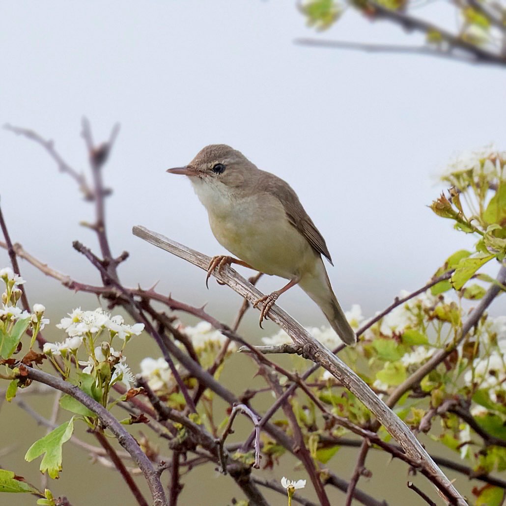 Zeer zeldzame struikrietzanger zingend in meidoorn, natuurgebied De Tuintjes, Texel @waarneming 
#struikrietzanger #blythsreedwarbler #rarebird #texel #birdwatching #birdphotography #vogelfotografie  #waarneming #natuur #vogelbeschermingnederland 
#natuurfotografie #vroegevogels