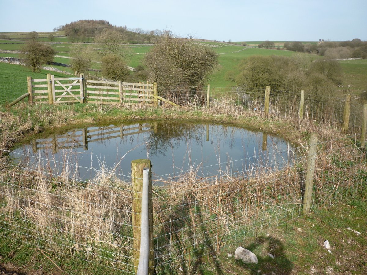 4 years since field #dewpond restored after decades dry. No #amphibians 2019, #frog spawn in 2020 This years surveys adults & frog spawn, #toad adults & tadpoles plus several adult #smoothnewt How long till #greatcrestednewt ?