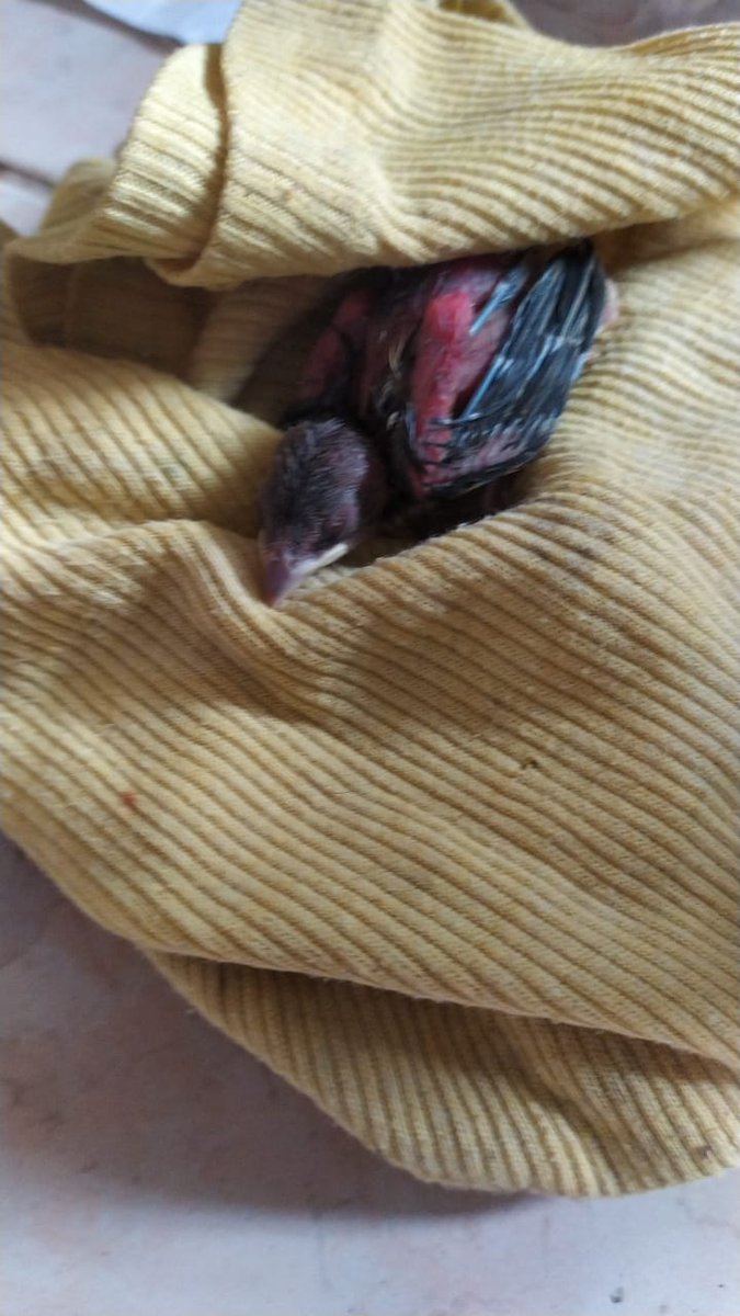 SamLaPerlaNegra's tweet photo. @BomberosGYE  ayuda cayó este pajarito en casa, no sé cómo ayudarlo https://t.co/Zn1tm1bkCo
