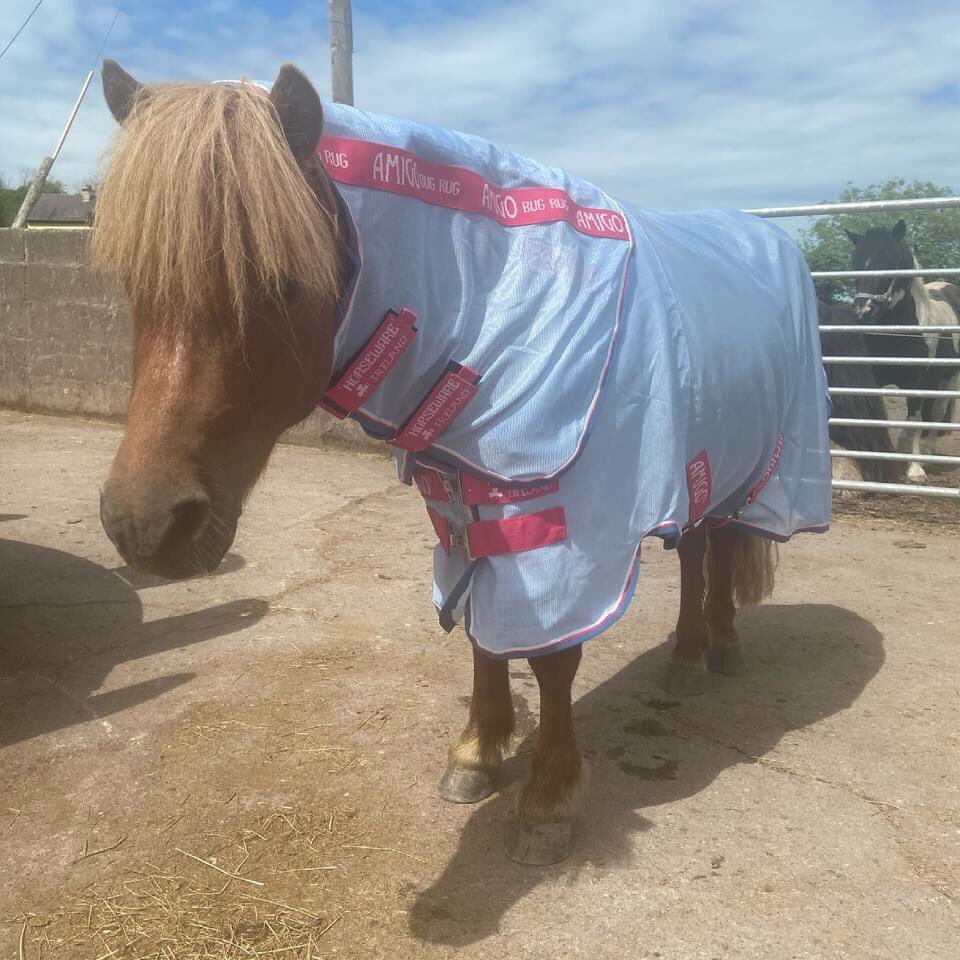 My Lovely Horse Rescue (@mylovelyhorser) on Twitter photo MLHR Sven suffers from sweet itch and he was very glad to get this bug buster rug from Claire at <a href="/Horseware/">Horseware Ireland</a> to stop the flies at him.
A big thanks to Claire and the team at Horseware again, all of the ponies are so grateful as are we 🧡 MLHR Sven suffers from sweet itch and he was very glad to get this bug buster rug from Claire at <a href="/Horseware/">Horseware Ireland</a> to stop the flies at him.
A big thanks to Claire and the team at Horseware again, all of the ponies are so grateful as are we 🧡