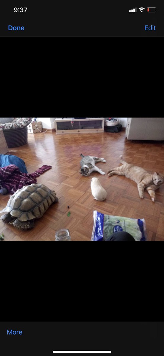 DSistanich's tweet photo. The owner of the tortoise was found and sent me these wholesome pictures🥺 I want one now. he was so sweet but I’m glad he’s back home safe😊 https://t.co/LPzZhYVkrs