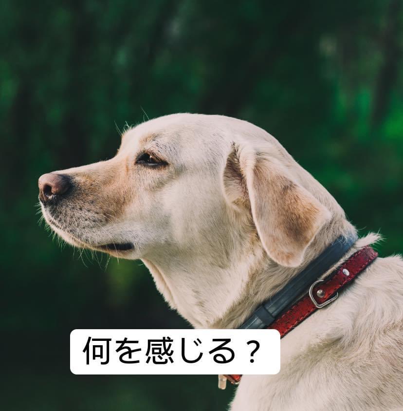 伊藤えり 自己実現コーチ 探求家 Eri Itoh Twitter