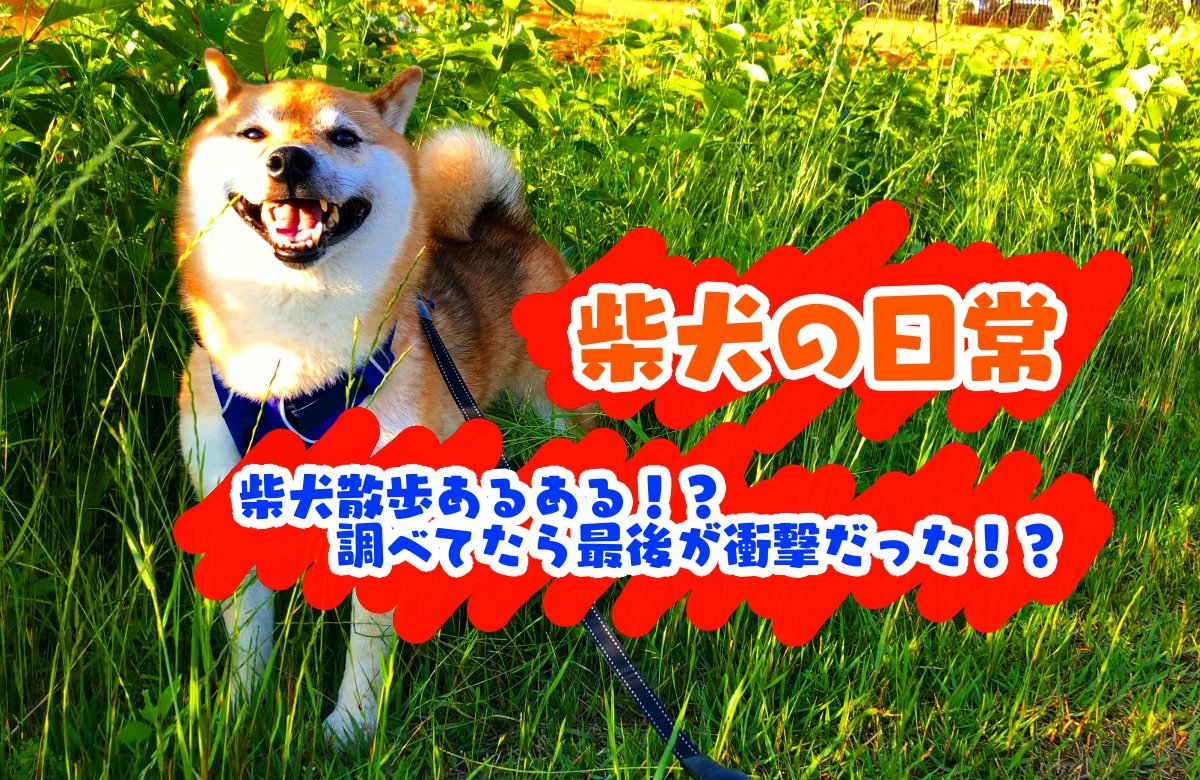 柴犬紅助 Kosukeshibainu Twitter