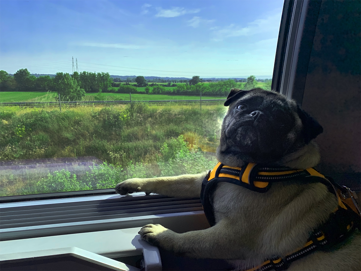 SNCFcyril's tweet photo. Inoui ce chien sur #TGV6906  ! @sncf #TGVinoui https://t.co/Zxc5UqreRX
