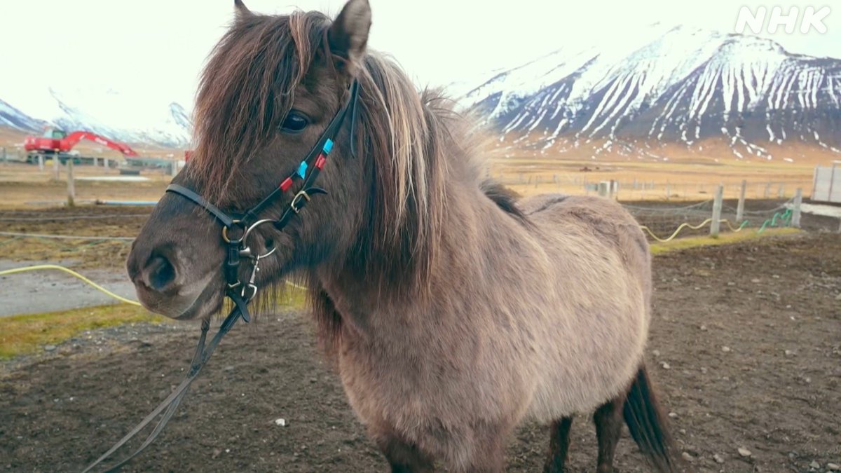 せかほし アイスランド の大自然の中で 乗馬 癒されますよね 固有種として大切に守られてきた アイスランド馬 皆さんは どのお馬さんが お気に入りですか スタッフ は ロン毛のたてがみに心惹かれます