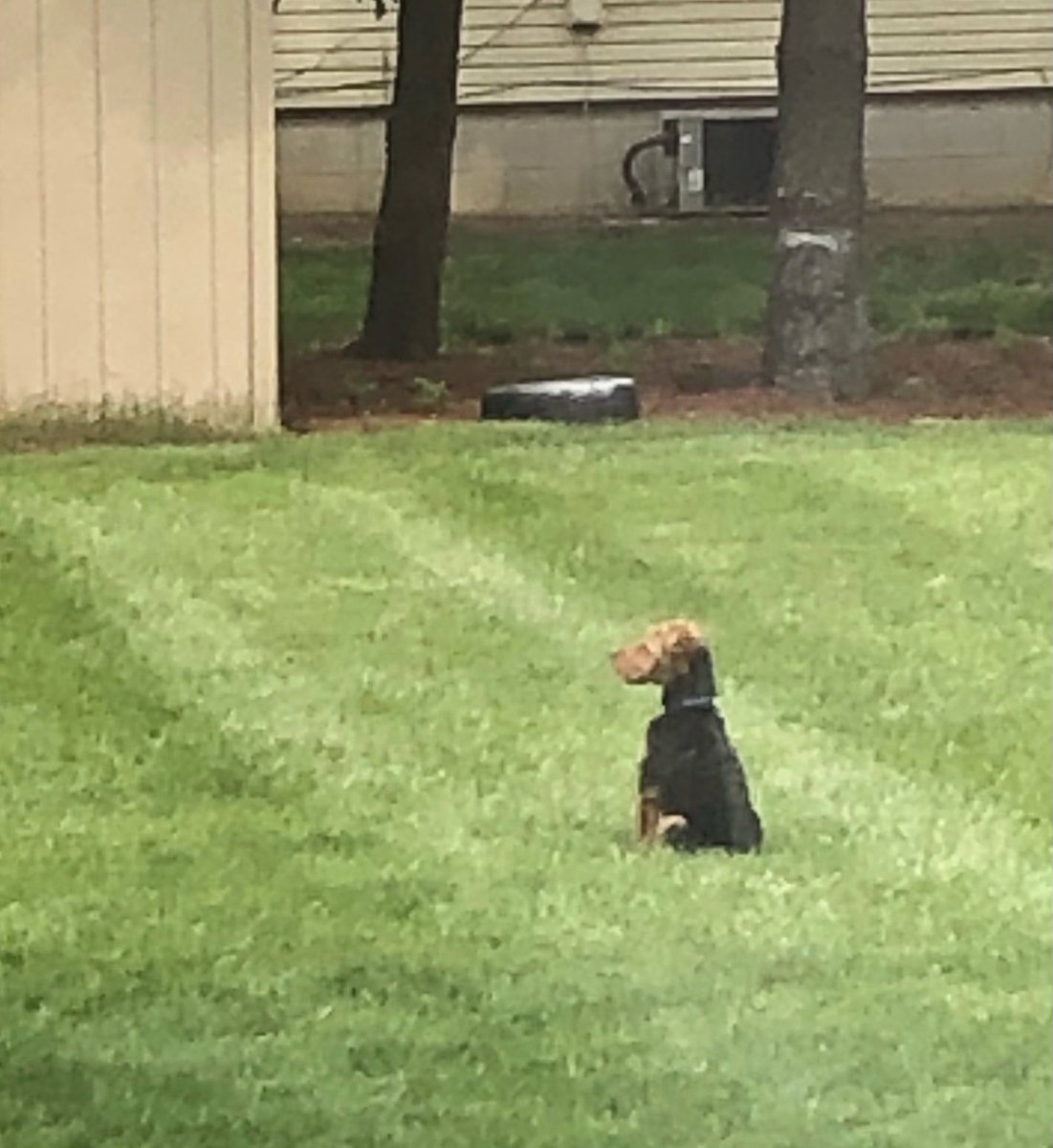 just two best friends staring at each other across a field wanting to play.