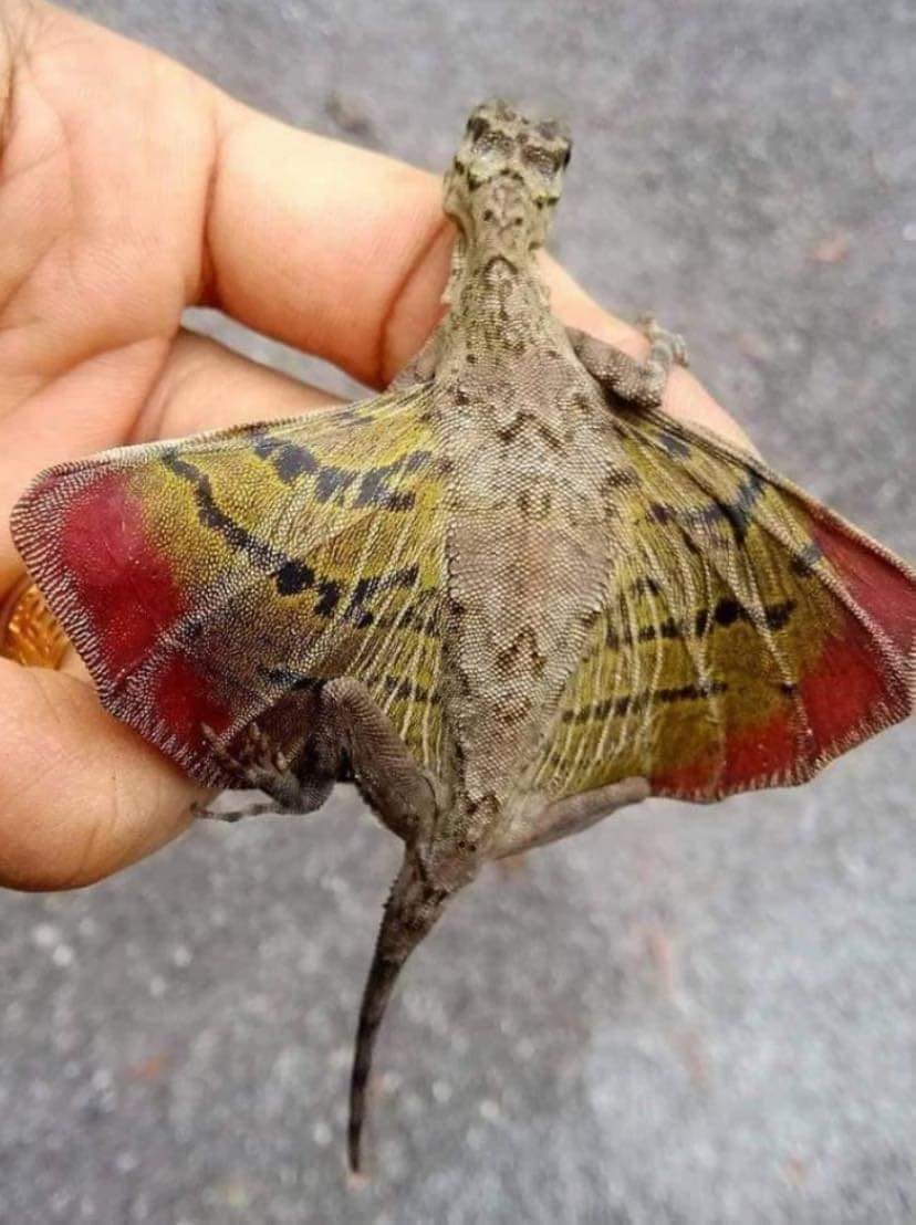 Lagartijas voladoras que parecen dragones 🐉