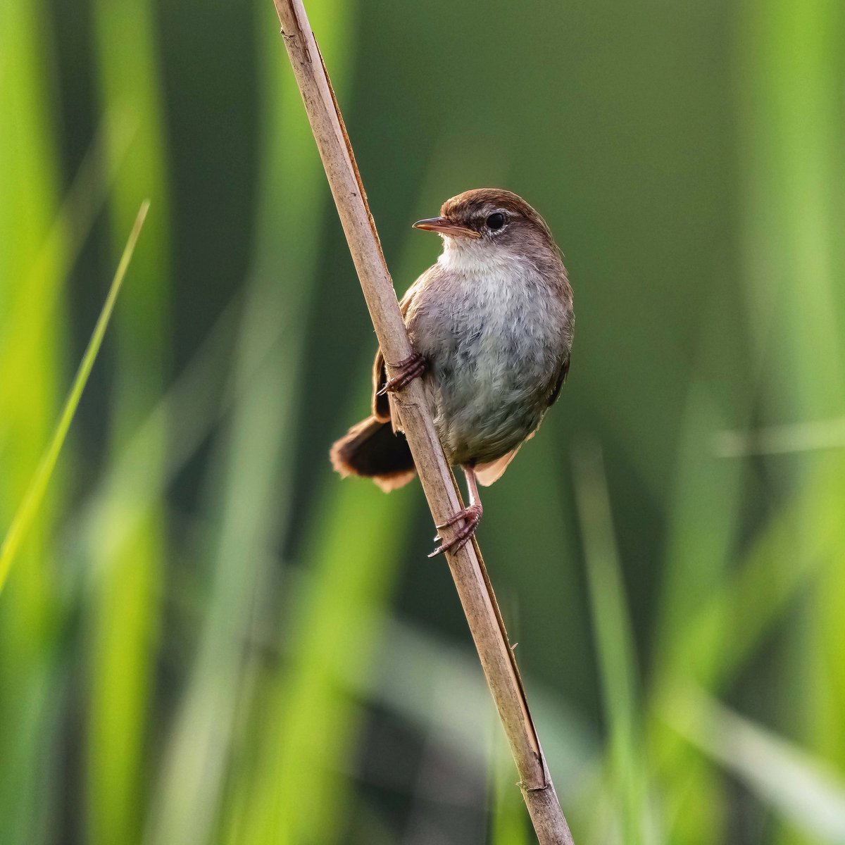 Andre_Bonga's tweet photo. 10 jaar Twitteraar! #birdtwitter #birdsback #incredibleholland #animalplanet #natgeo #team_ebird #photooftheday #BBC #BBCwildlife #worldpressphoto #thephotohour #birdlife #birdwatchdaily #birdnature #natureguide #birds #superstraight #sonyalpha #sonyA7RIV #nationalgeographic https://t.co/xjDTPim4kF