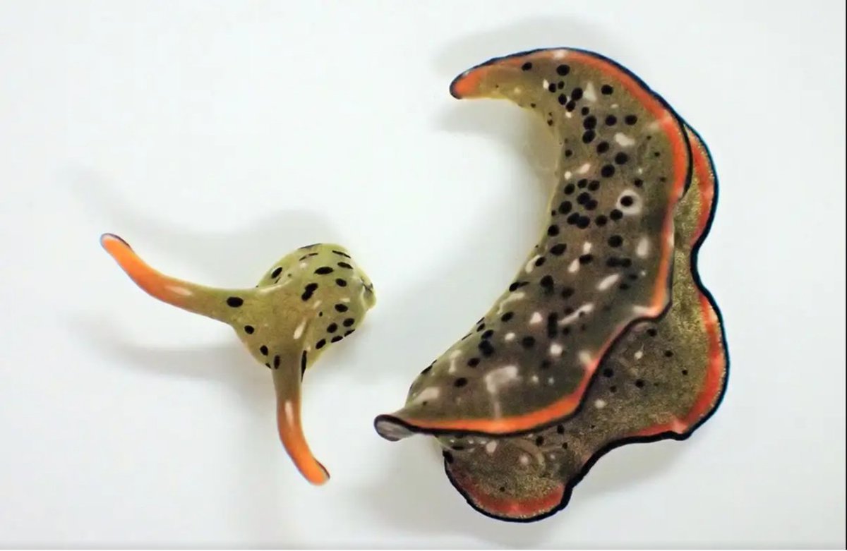 yn_khe_kim's tweet photo. Elysia cf.marginata, the sea slug is well known for ability to separate its own head from body. Then after weeks new body and internal oragns, including heart, grow again from the chopped head.
#digitalart #seaslug #humanization #creaturdesign #characterdesign #sea #ocean https://t.co/hr1YbWwPcG