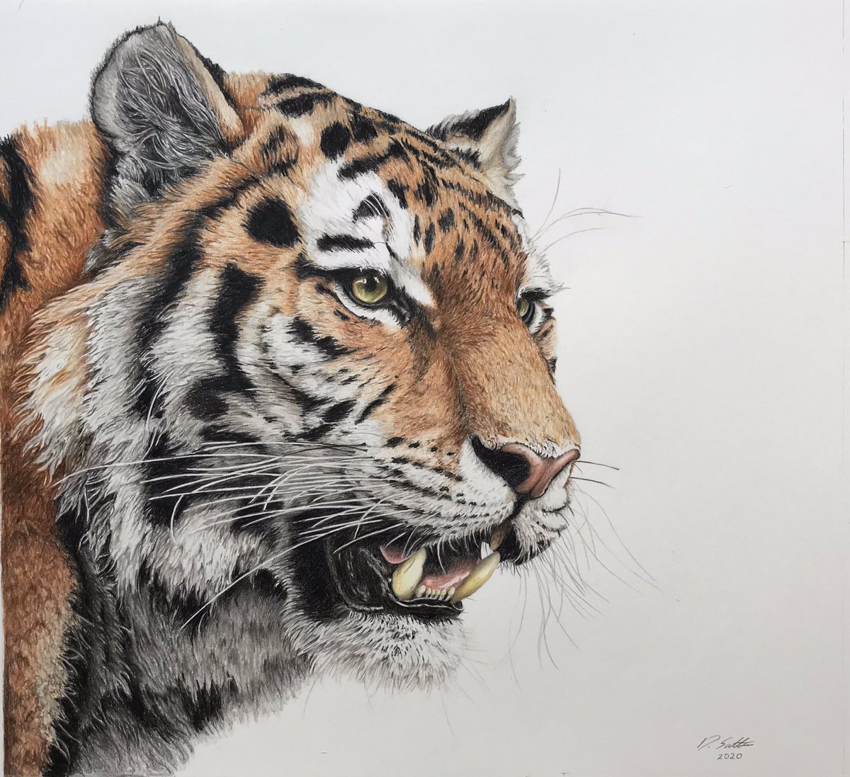 Davidjsalter's tweet photo. I have prints of all of these and more in my Etsy shop 
https://t.co/bkD5rRhXQ9
Prices start from £15 with free UK postage 
Pop in and have a look around 😁

Ref pics 
Sparrows @Nessnature 
Tigers Paul Fine
Eagle Terence Porter https://t.co/xLHHQhURwo