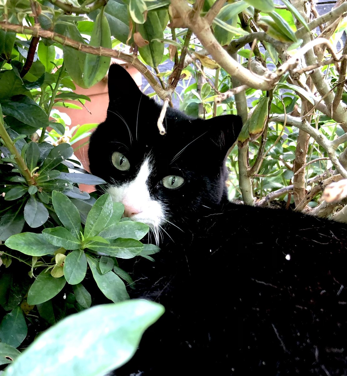 AndiWisk's tweet photo. These two tuxedoed devils, my poppies and foxgloves.
These are my days now😊🐈‍⬛🐈‍⬛
#missingmysoulmate https://t.co/nwzIa5xum9