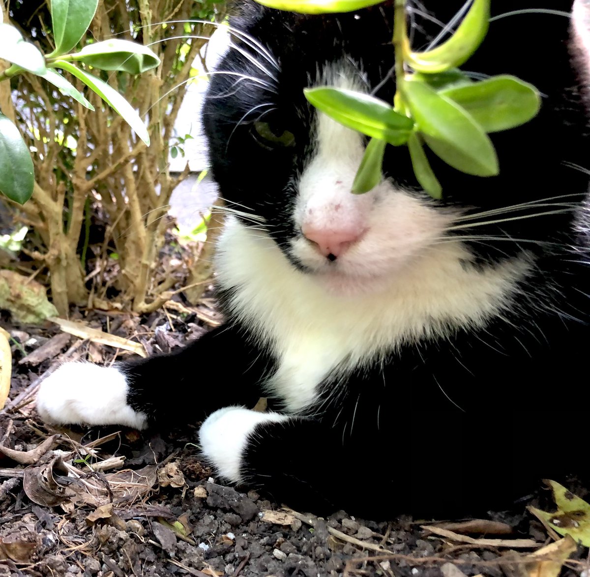 AndiWisk's tweet photo. These two tuxedoed devils, my poppies and foxgloves.
These are my days now😊🐈‍⬛🐈‍⬛
#missingmysoulmate https://t.co/nwzIa5xum9