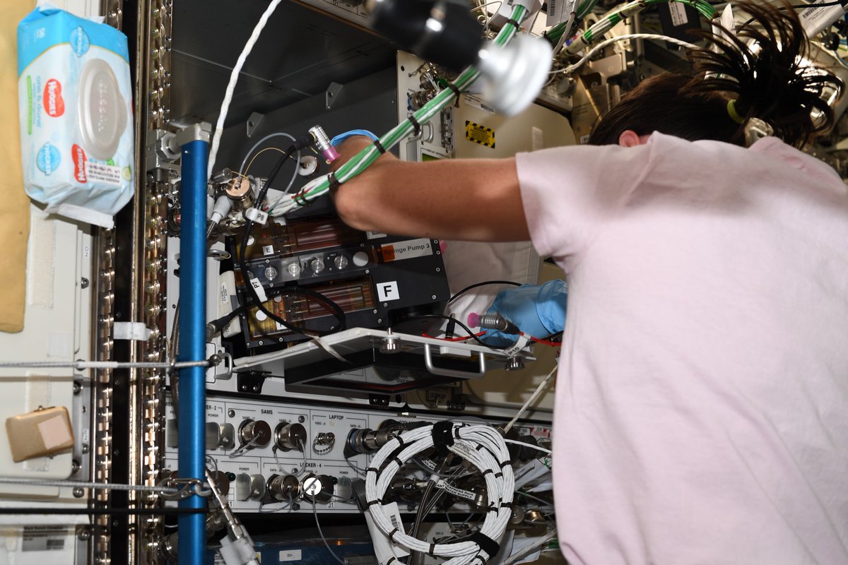 Astronauts have an increased risk of kidney stones. Motivation while working the Kidney Cells-02 investigation! The goal is to develop treatment/prevention for both spaceflight and Earth. Learn more about the 3D kidney cell model used. go.nasa.gov/356fWJ2