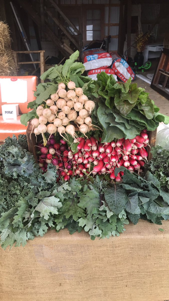 For sale today at our farm,

Radishes, Turnip, kale and more