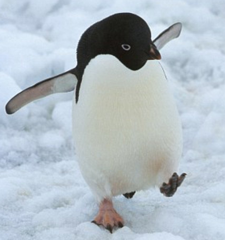 quackhonk's tweet image. Antarctica...

a frozen continent of extreme winds, freezing temperatures, and dry, barren landscapes. Only the most tenacious, most strong, most rugged of creatures could survive there. 

Nature: I have just the animal in mind