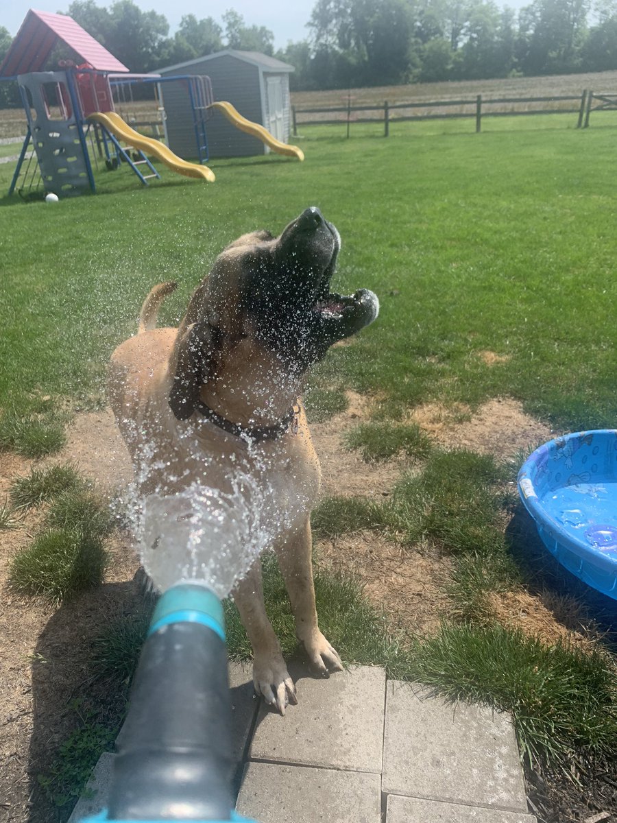please enjoy these wholesome photos of my dog living his best life 🥰