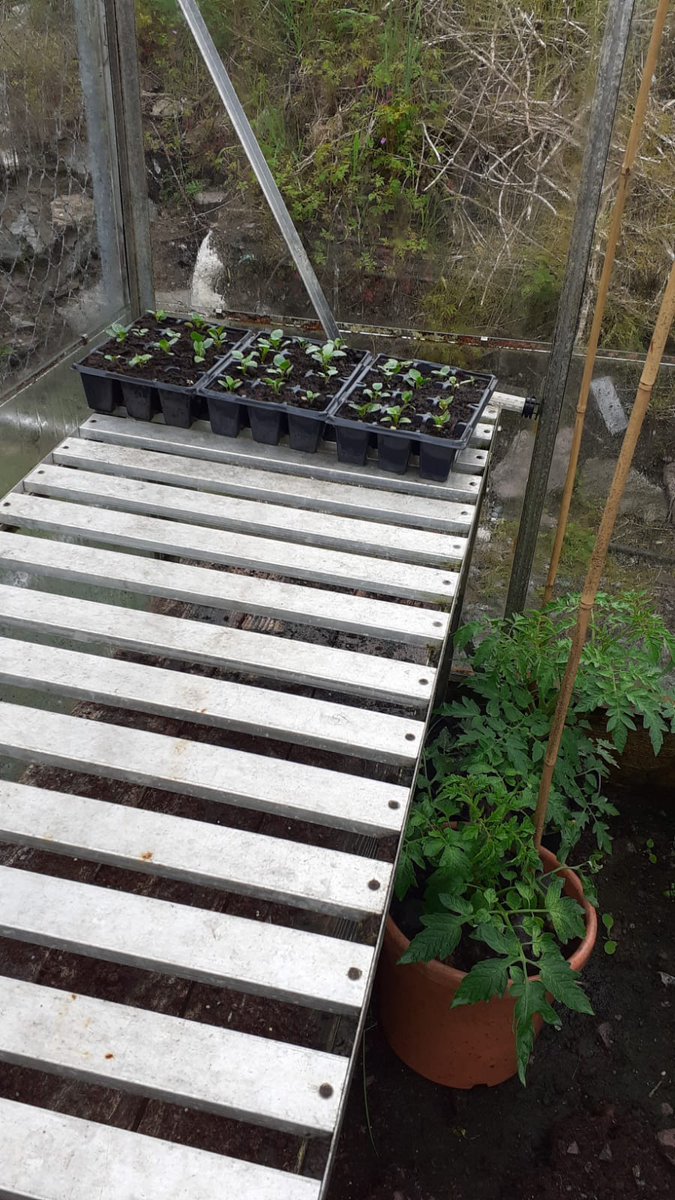 corkcolibrary's tweet photo. Anne Galvin picked up seeds from #Macroom Library and sent us these pictures to show us how she is getting on! 🍅🌱 Looking good Anne!
#GrowItForward #MacroomLibrary #KeepWell #HealthyIreland @Corkcoco @LibrariesIre @HealthyIreland https://t.co/0wtYBPx338