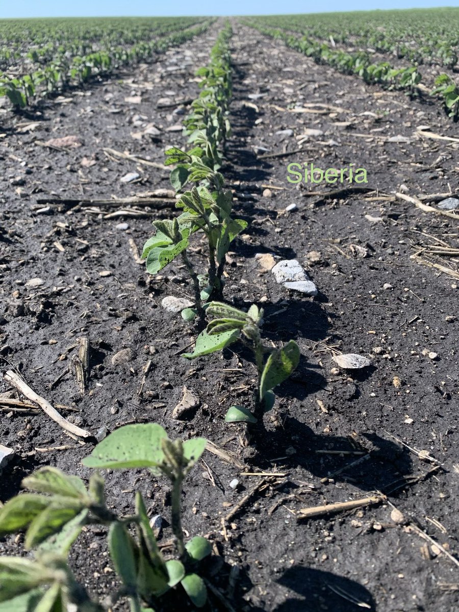 rpbrunel's tweet photo. #Liska #Siberia. #IPBeans #Soybeans @Prograin_inc @rempel_shawn https://t.co/oSj505fGvj