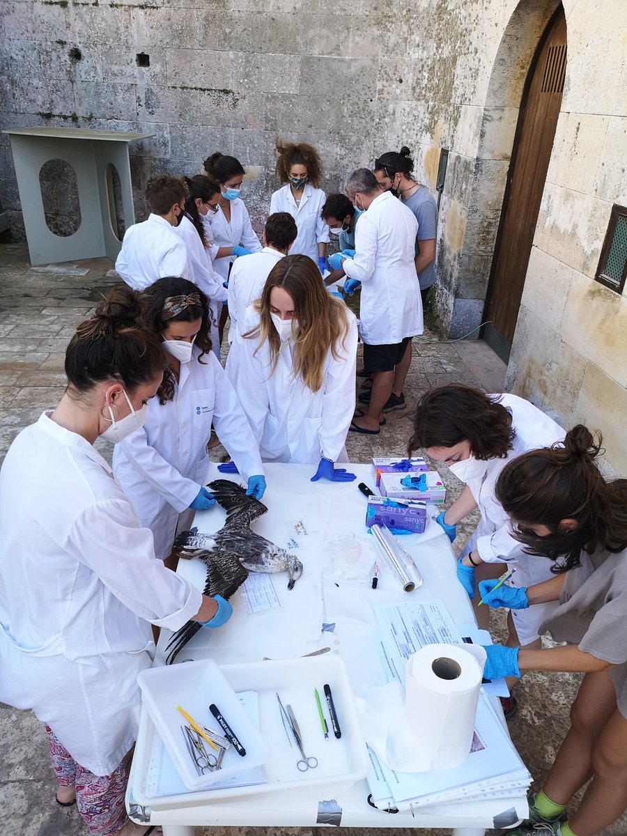 SeabirdEcology's tweet photo. During the practicum in #Menorca, dissecting #seabirds, mostly dead by #longliners, is one on the main activities with the students of '#seabird biodiversity' of the Master on 'Oceanography and Marine Managment' @UniBarcelona https://t.co/aPNGYqFSxg