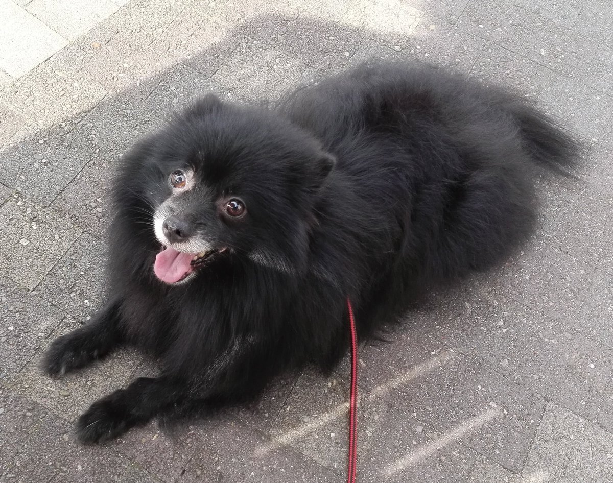 タグ ポメラニアン の注目ツイート 2ページ目 メガとんトラック