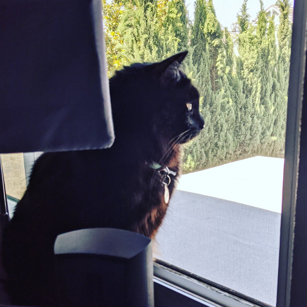ArcaneFocusDnD's tweet photo. 2nd watch on patrol ,roll a perception check!🎲👀. Happy Caturday little gems!!!.
#caturday #catsofinstagram #dndcateyes #dndcommunity #dndcat #tabaxi #perceptioncheckdnd #dnddice https://t.co/kBXFB6qaiP