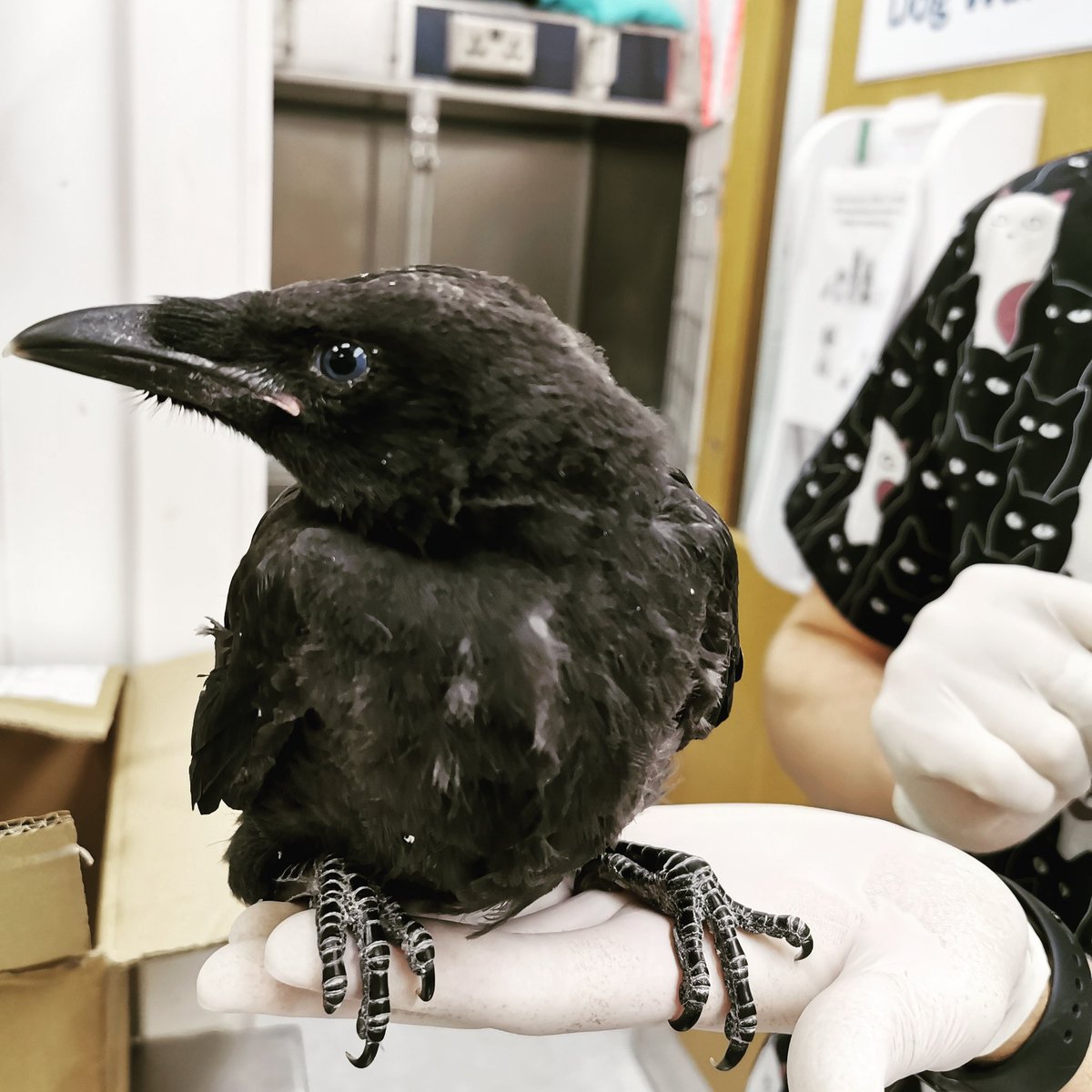 PoplarVets's tweet photo. Baby crow 😊 #baby #crow #london #poplar #isleofdogs #eastend #vet #wildlife #wildlifeprotection #birdphotography #lovebirds  #veterinarylife #vet #londonvet #nature https://t.co/KbpphSbh44