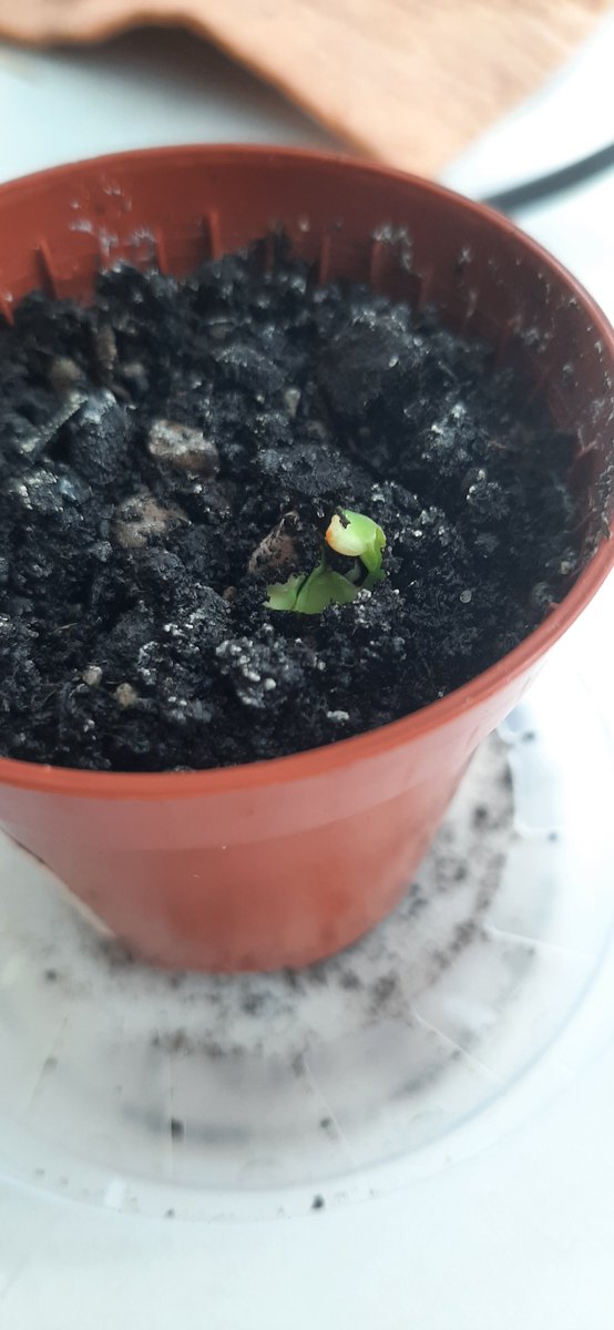 ffasolichka_twt's tweet image. Апельсин🍊
Росточек появился спусть месяц после посадки косточки
#садогород #апельсинизкосточки