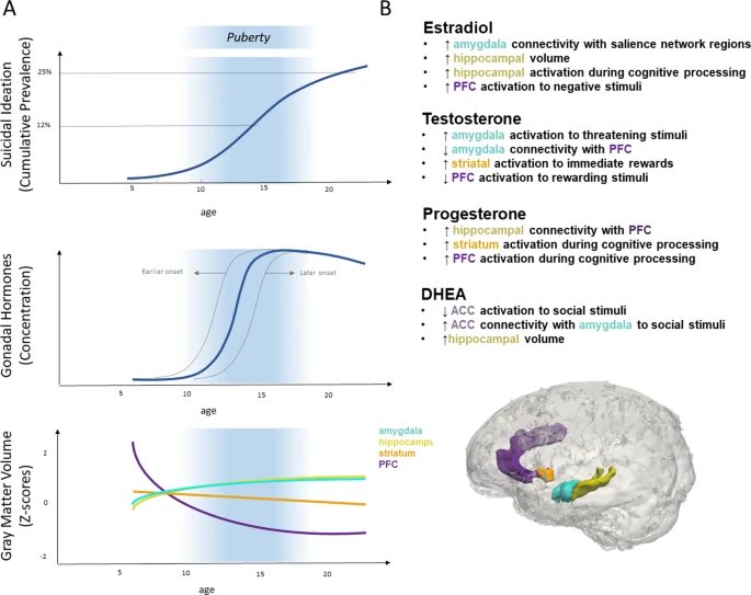 Tiffany Cheing Ho, Ph.D. (@tiffanycheingho) on Twitter photo Our review on psychobiological risk factors for suicidal thoughts and behaviors in the context of pubertal development is now out in Molecular Psychiatry! Huge thanks to <a href="/gifuni/">Anthony Gifuni</a> & <a href="/GotlibLab/">Gotlib Lab</a> for working patiently with me on this🙏🏻
nature.com/articles/s4138… Our review on psychobiological risk factors for suicidal thoughts and behaviors in the context of pubertal development is now out in Molecular Psychiatry! Huge thanks to <a href="/gifuni/">Anthony Gifuni</a> & <a href="/GotlibLab/">Gotlib Lab</a> for working patiently with me on this🙏🏻
nature.com/articles/s4138…