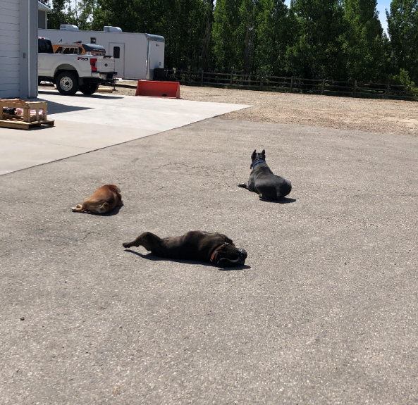 USATuffGraphics's tweet photo. Getting their tan on!  😂

#dogofinstagram #dogloversofinstagram #ilovemydogs #doglife #lovedogs #doggram #dayinthelifeofbodhi #usatuffshopdogs  #englishbulldog #englishbulldogs  #englishbulldoglife #bulldogsinstagram #canecorso  #canecorsogram #canecorsofans #canecorsoclub https://t.co/ckIS0lhtft