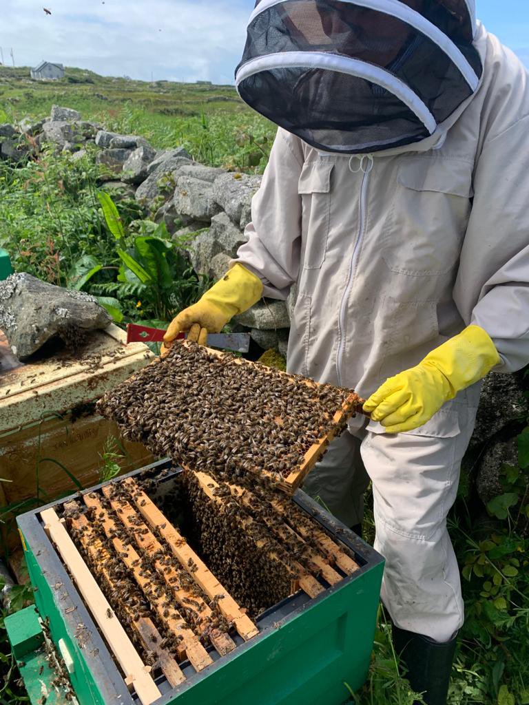 BlackrockH's tweet photo. Meet the beekeepers on Muighinis! A timely first inspection delayed by Covid but just prevented swarming. First find and isolate the queen in a clip cage, then carefully look for queen cells. Lots there, a couple sealed but also open charged queen cells..some even just an egg! https://t.co/Q2ZQGtChaD