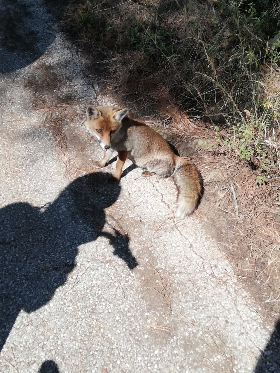 Leonardus_Cook tweet media