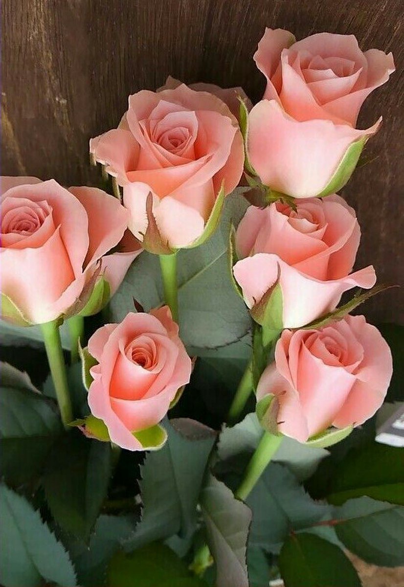 mary_veas1's tweet photo. @Alexa17101614 @vikasknirmal @Marietta117 @HumbleIndian @krosen_nw @zyx29 @maype7 @eoff_sylvia @SKID1144 @CiCi58494086 @IzabelleCova @Bighearts6 @Billy_harvest @DollyDemeli @sywnps @GreyAki @evasurga @encarnacion67 @Angel_Stockler @JOLOSO1960 @HassCho @chyasir131 @laddi_kaur @Autorin24Sandra @MariaDe82808101 @NajHussain3 @BarryHall9 @svetasveta1949 @dniz_ozkan @Titas37 @jjoywill @Yuri44847497 @leggioluciano @komaritski @yasnezhana @L_Roshchina @Karimova_Kris @a_zicc @keikalin020460 @rozazalea @MariHamill @n6260 #HelloAlexa🦋🌷🦋
#HappyWeekend 🌷🌿🌷 https://t.co/T26duFSUEO